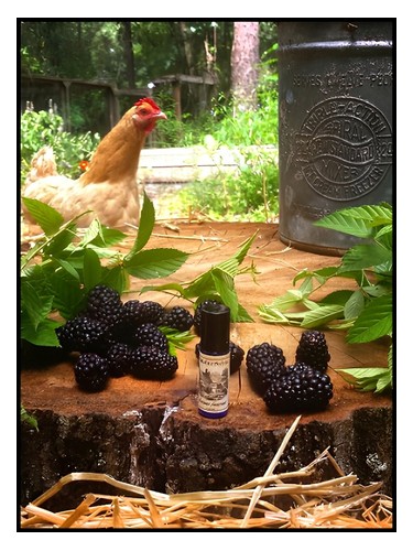 Loggia Perfume by Solstice Scents for Unisex UAE