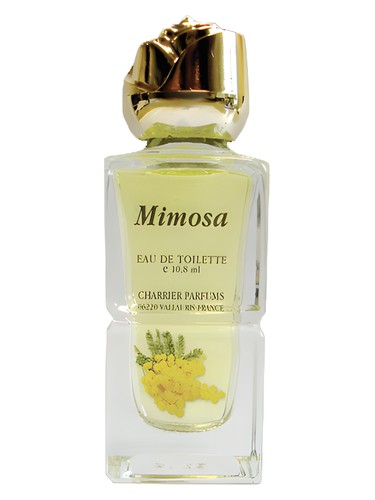 Mimosa perfume