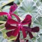 African Geranium