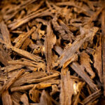 Agarwood