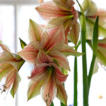 Amaryllis