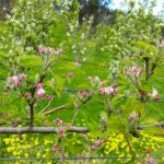 Apple Tree Blossom
