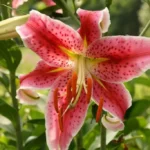 Asian Lily