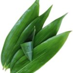 Bamboo Leaf