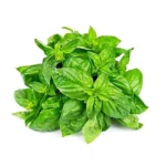 Basil Leaf
