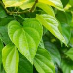 Betel Pepper