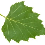 Birch Leaf