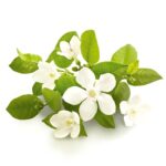 Bitter Orange Blossom