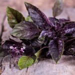 Black Basil