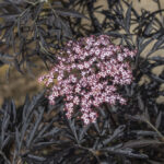 Black Elder