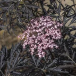 Black Elder