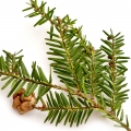 Black Hemlock Or Tsuga