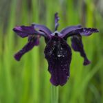 Black Iris