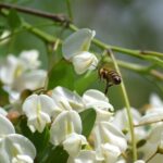 Black Locust  Honey