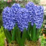 Blue Hyacinth