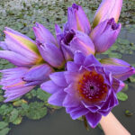 Blue Lotus
