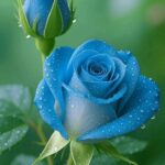 Blue Rose