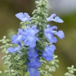 Blue Sage
