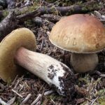 Boletus Edulis