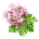 Bourbon Geranium