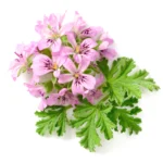 Bourbon Geranium