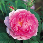 Bourbon Rose