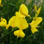 Broom
