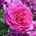 Bulgarian Rose