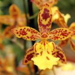 Butterfly Orchid