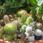 Cactus Flower