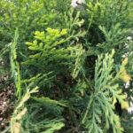 California Cedar