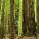 California Redwood