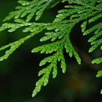 Cedar Needles