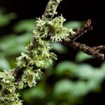 Cedarmoss