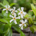 Chinese Jasmine