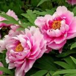 Chinese Pink Peony