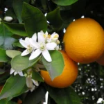 Citrus Blossom