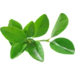 Citrus Leaves