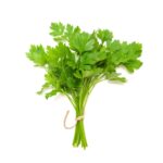 Coriander Leaf