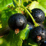 Currant Buds
