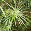 Cypriol Oil Or Nagarmotha