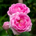 Damask Rose