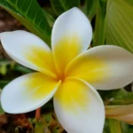 Egyptian Jasmine