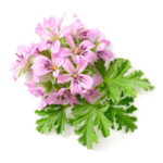 Egyptian Pelargonium