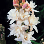 Egyptian Tuberose