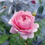 English Rose