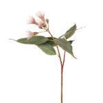 Eucalyptus Blossom