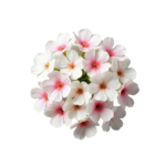 Exotic Floral Notes