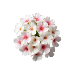 Exotic Floral Notes