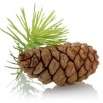 Fir Resin